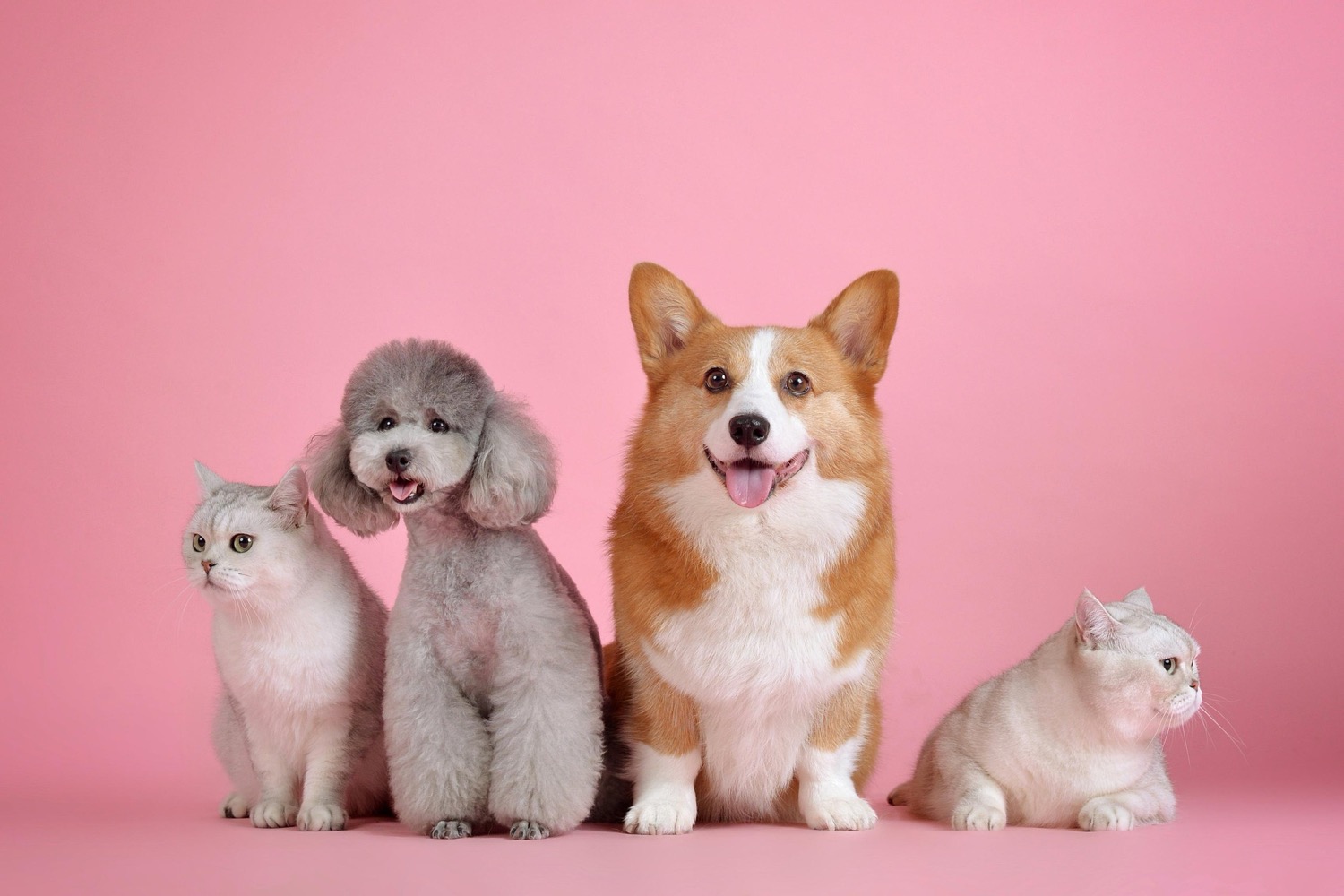 Two cats, a poodle, and a corgi lined up against a pink background
