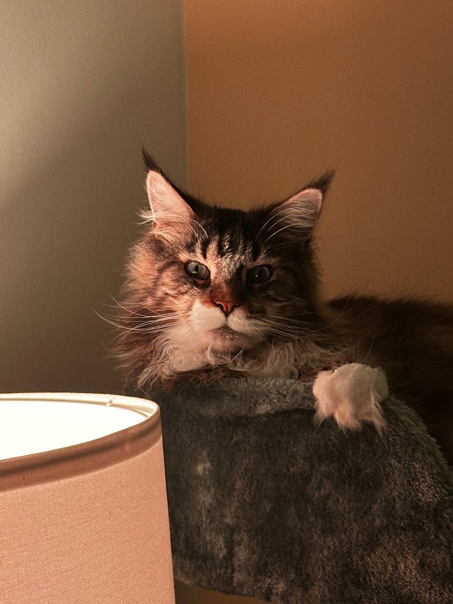 Mogli, a majestic Maine Coon, lounging on his cat tree next to a lamp